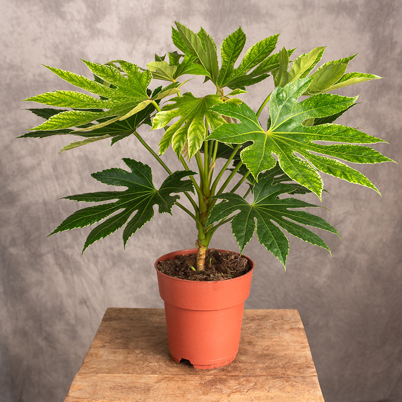 Fatsja japońska 'Spider's...