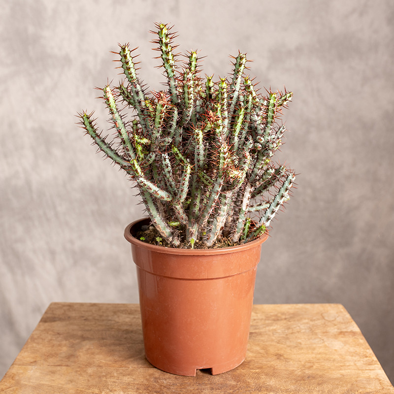 Euphorbia aeruginosa |...