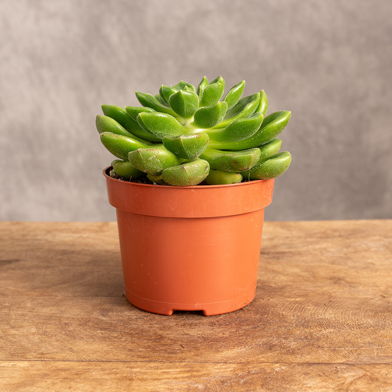 Eszeweria 'Chubbs'