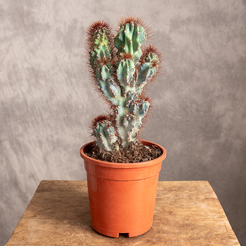 Cereus peruwiański...