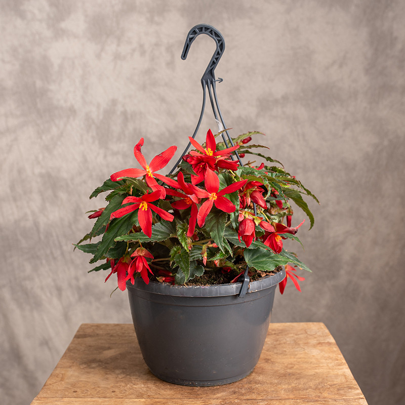 Begonia 'Encanto Falls Red'...