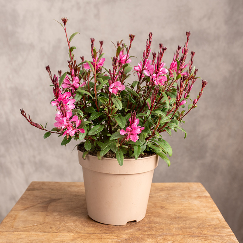Gaura 'Gaudi Rose'