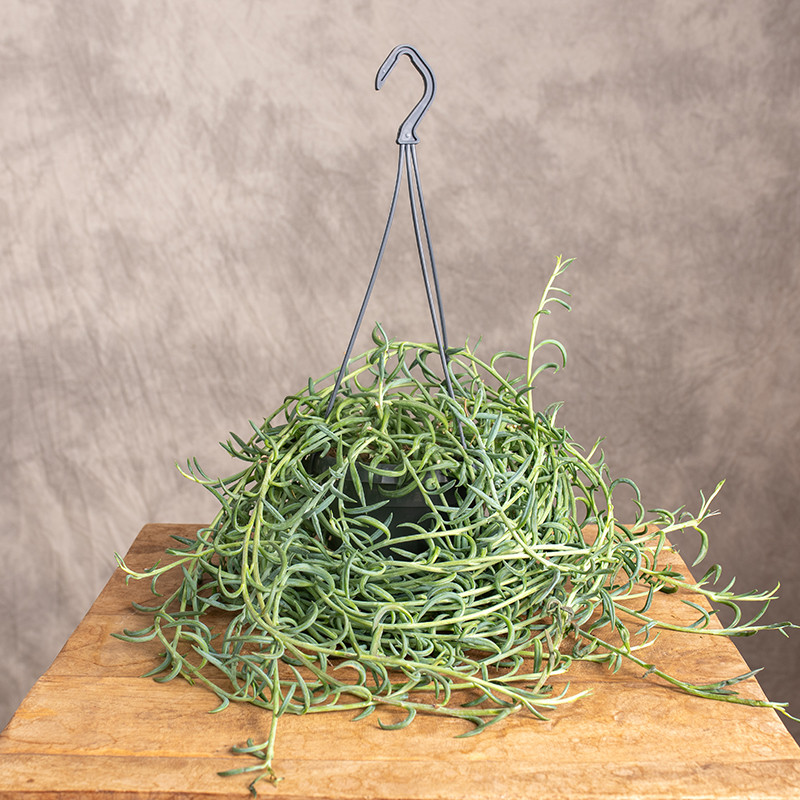 Senecio radicans 'String of...