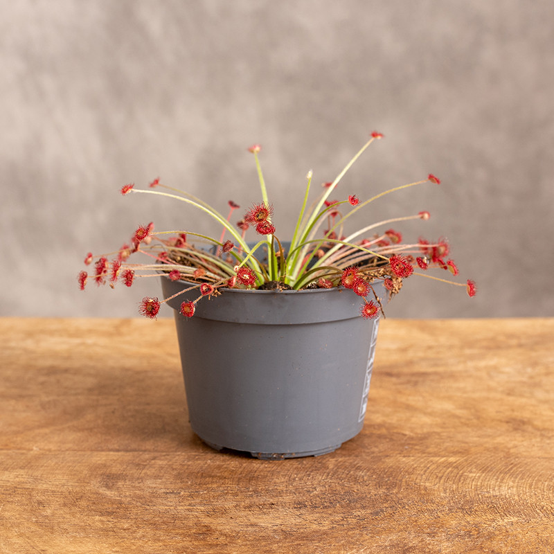 Rosiczka | Drosera paradoxa