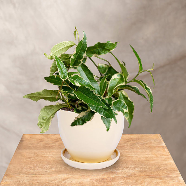 Fikus 'Radicans White' | Tomaszewski