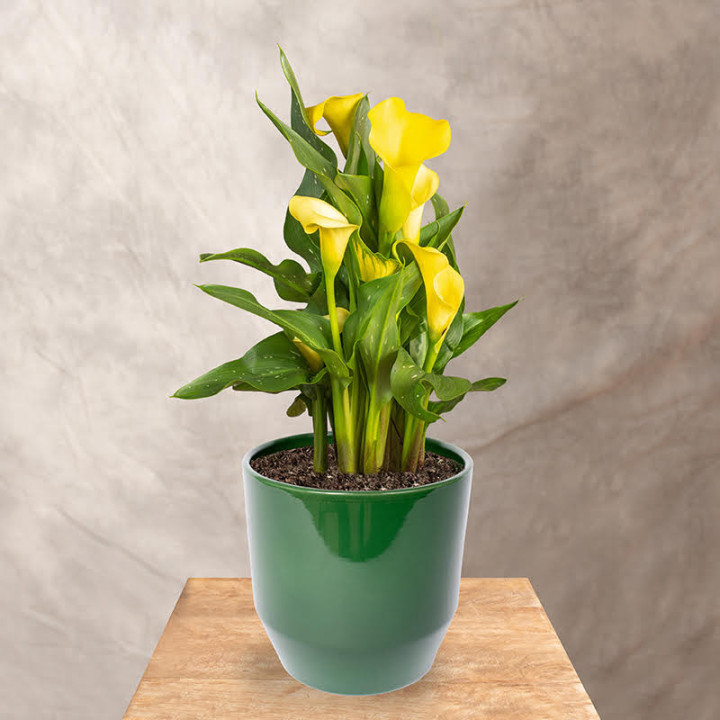 Zantedeschia 'Sunclub' | Tomaszewski