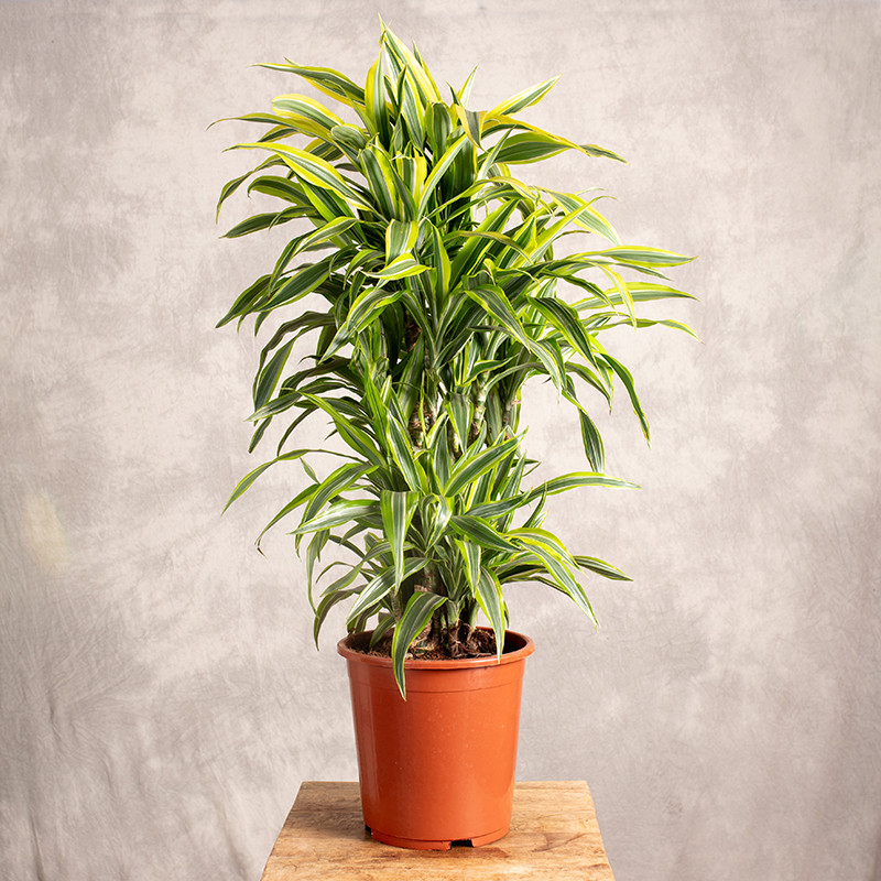 Dracena 'Lemon Lime' | Duża