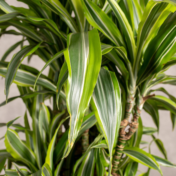 Dracena 'Lemon Lime' | Tomaszewski