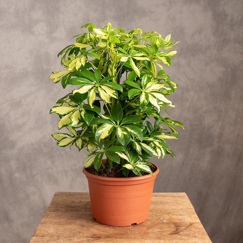 Szeflera 'Gerda' | W misie