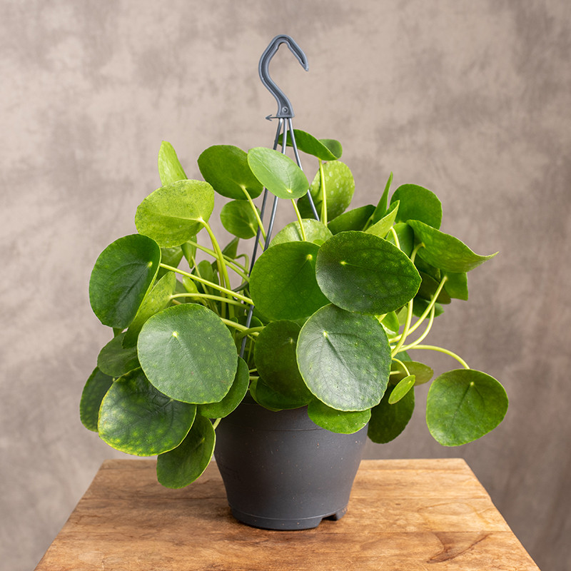 Pilea peperomiowata -...