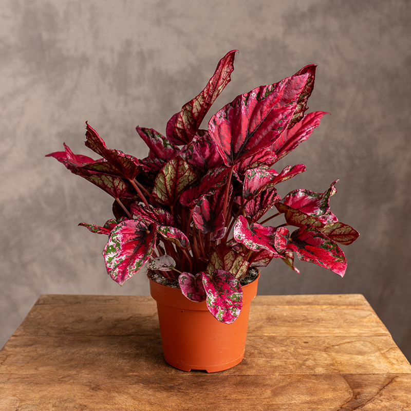 Begonia 'Maui Sunset' | Mała