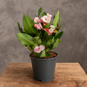 Wilczomlecz okazały 'Charlotte'