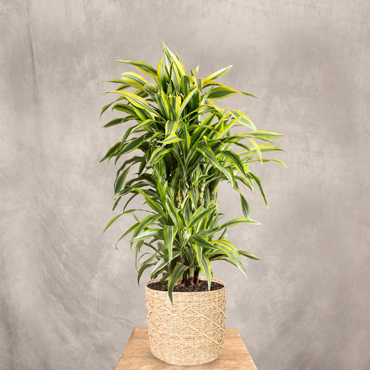 Dracena 'Lemon Lime' | Tomaszewski