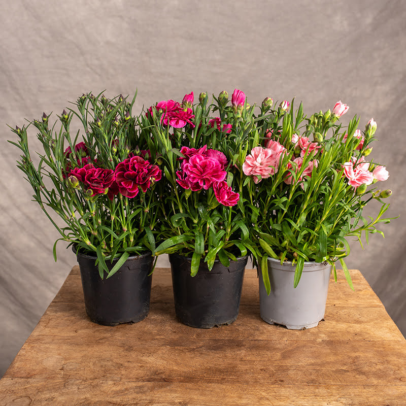 Goździk doniczkowy MIX kolorów