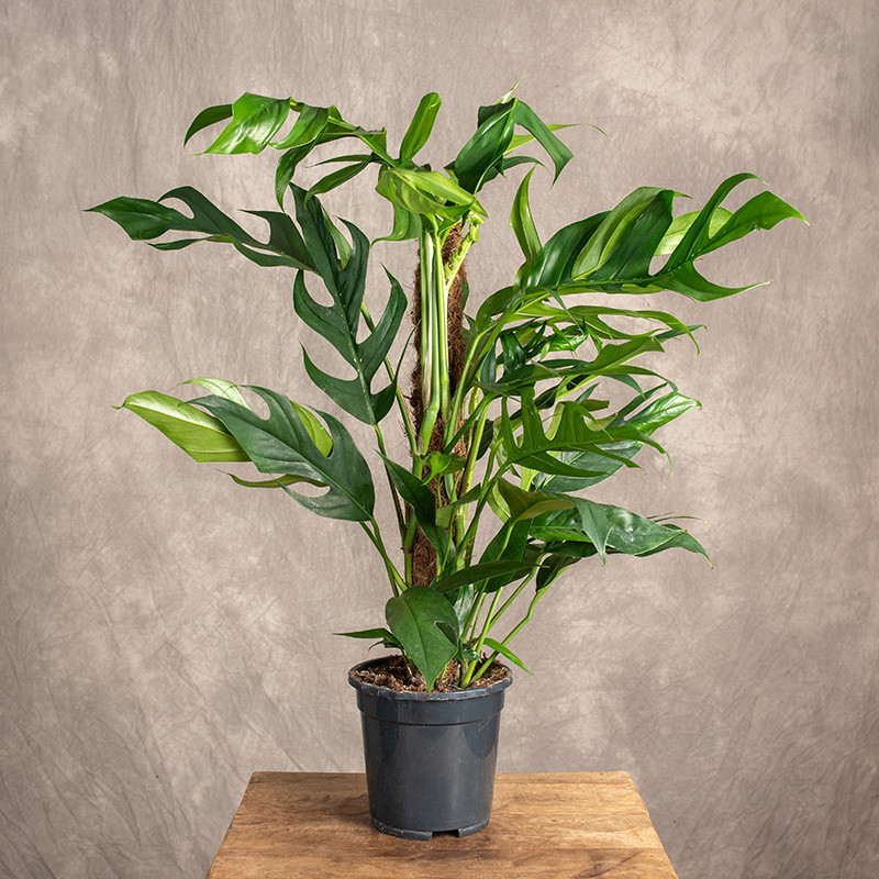 Epipremnum pinnatum 'Baltic...