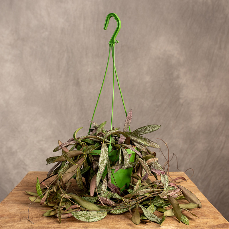 Hoja 'Sigillatis' | Wisząca