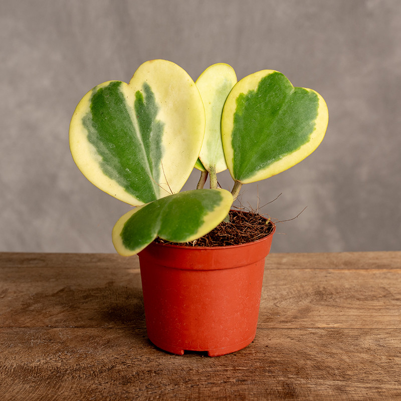 Hoja kerrii Yellow 'Variegata'