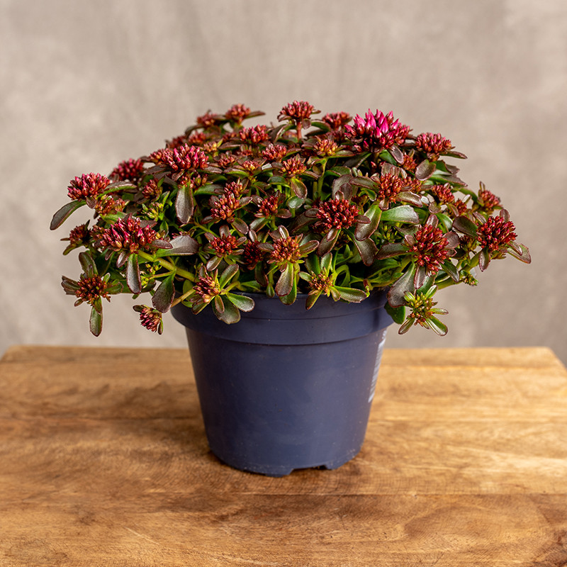 Rozchodnik kaukaski 'Spot...