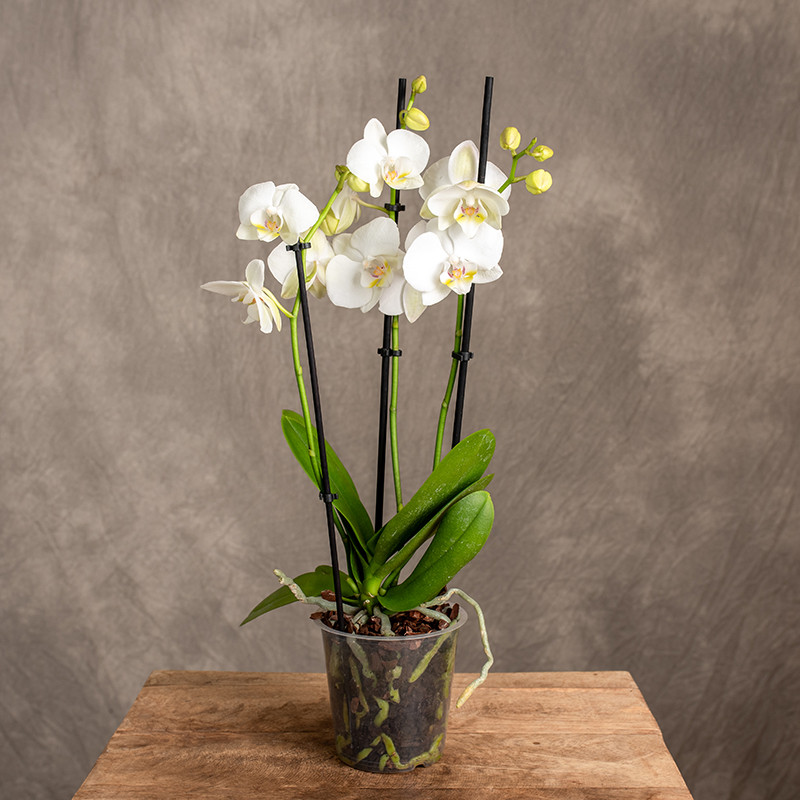 Storczyk 3-pędowy | Biały