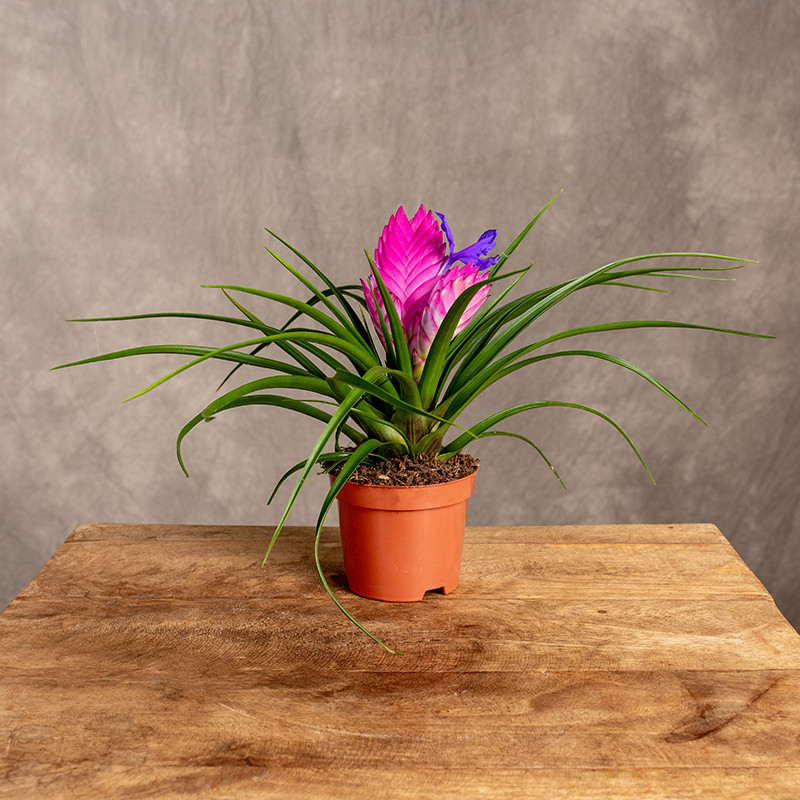 Tillandsia 'Josée' | Mała