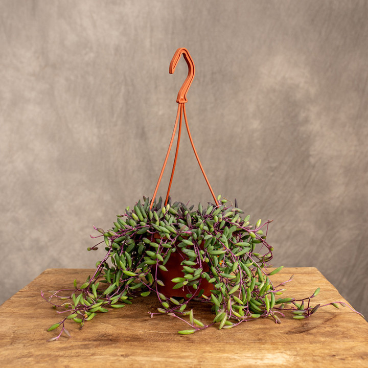 Senecio herreianus 'Purple Flush' | Tomaszewski