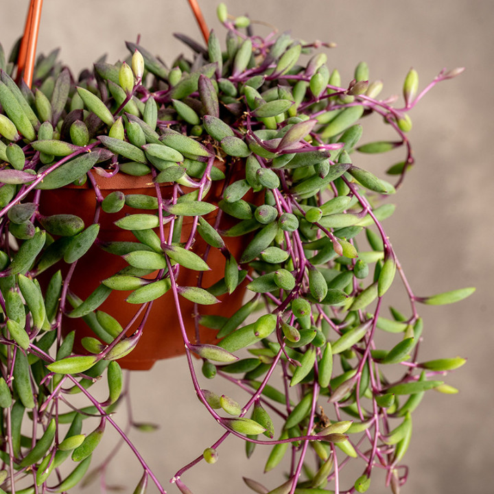 Senecio herreianus 'Purple Flush' | Tomaszewski