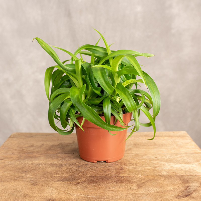 Zielistka 'Green Bonnie' |...