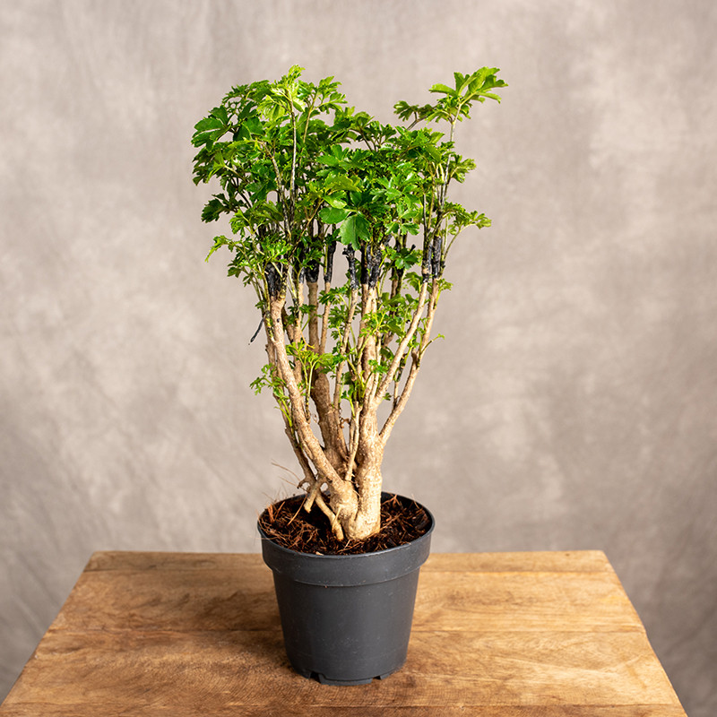 Polyscias fruticosa 'Ming'...