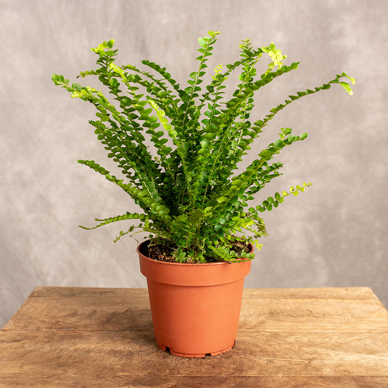 Nefrolepis sercolistny...