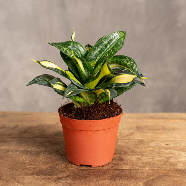 Sansewieria Hahnii 'Spiral Star'