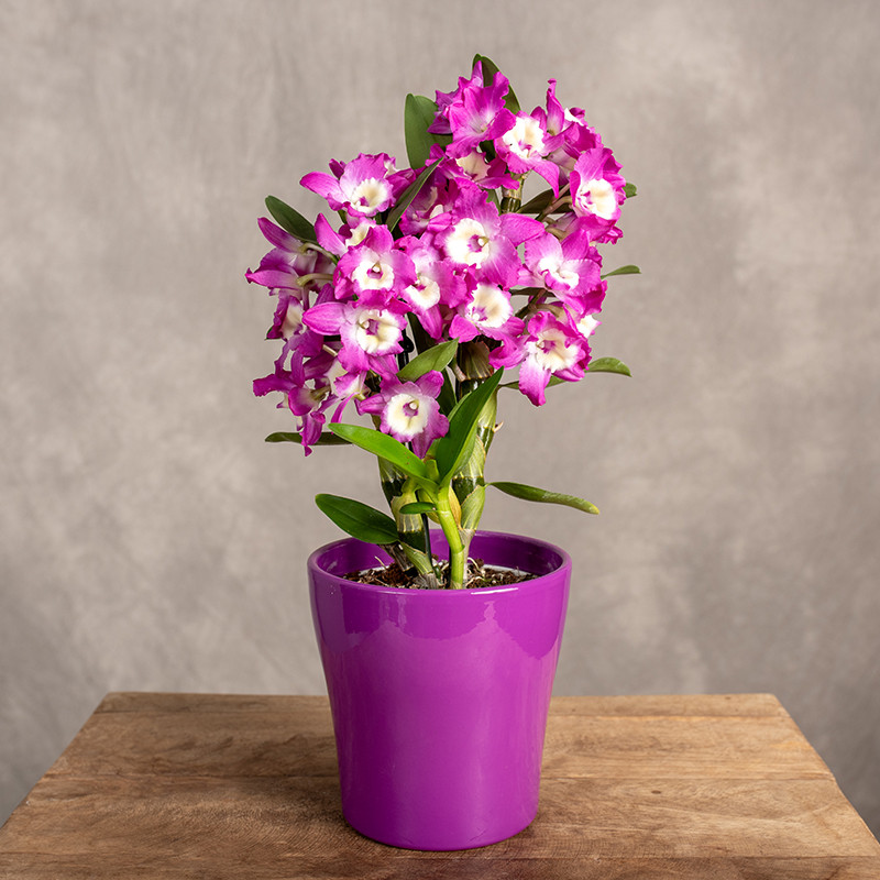 Dendrobium szlachetne w...