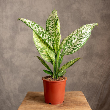 Diefenbachia 'White Etna'