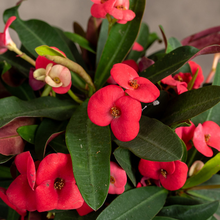 Euphorbia milii | Tomaszewski