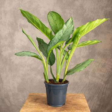 Aglonema 'Freedman'