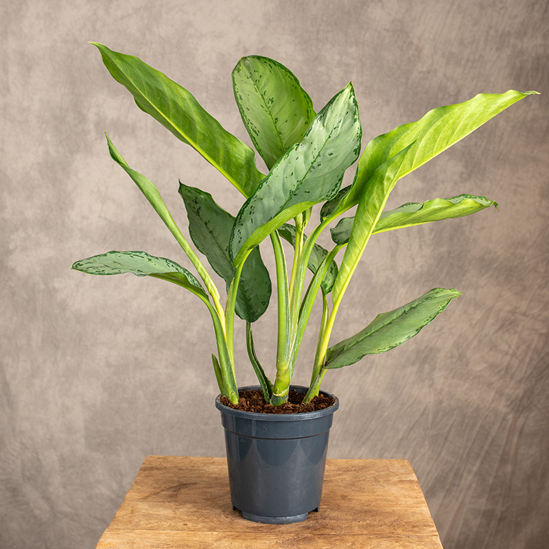 Aglonema 'Freedman'