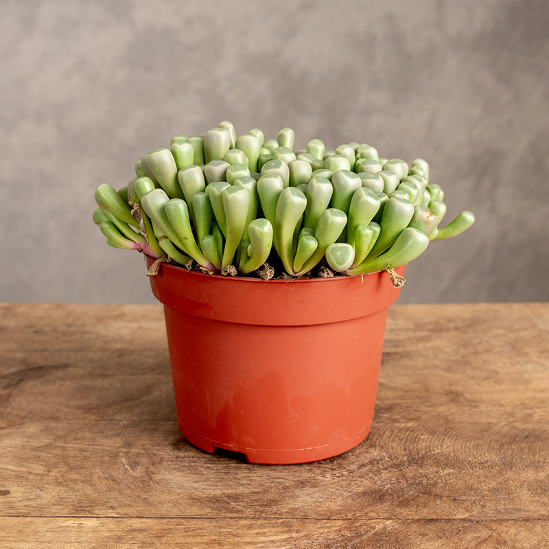 Sukulent | Fenestraria...