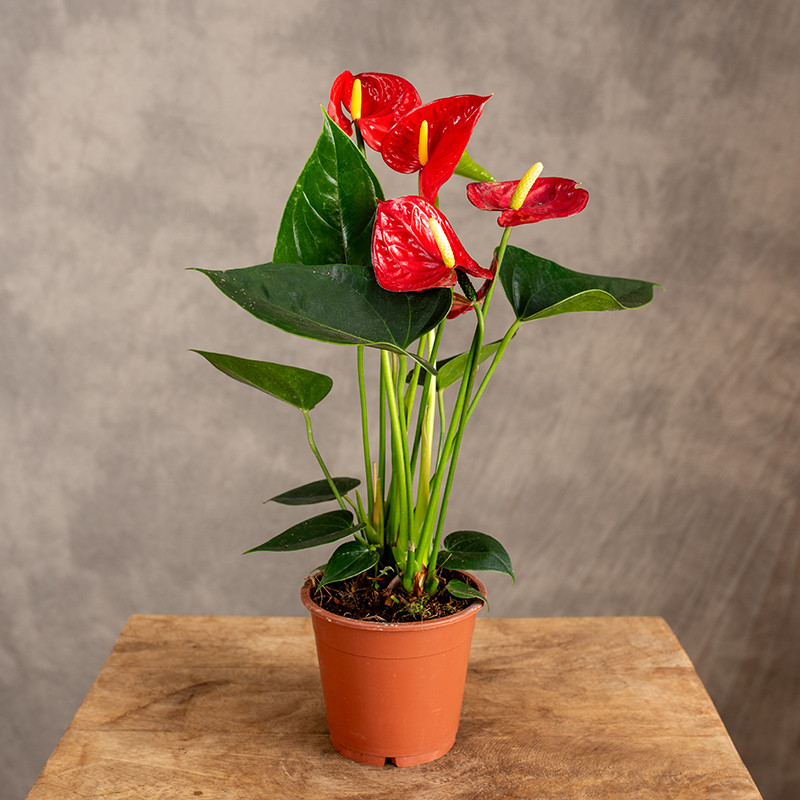 Anturium 'Easy Red'