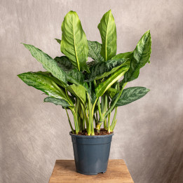 Aglonema 'Chantal' | Tomaszewski