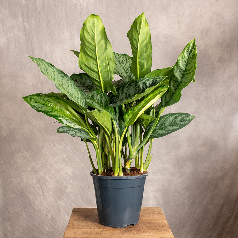 Aglonema 'Chantal'