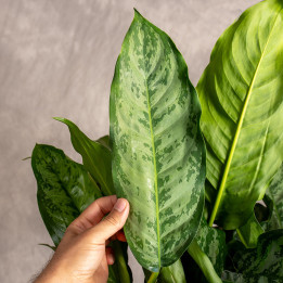 Aglonema 'Chantal' | Tomaszewski