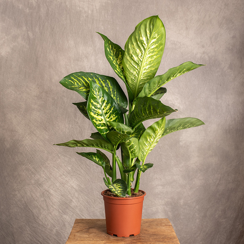 Difenbachia 'Tropic Jewel'...