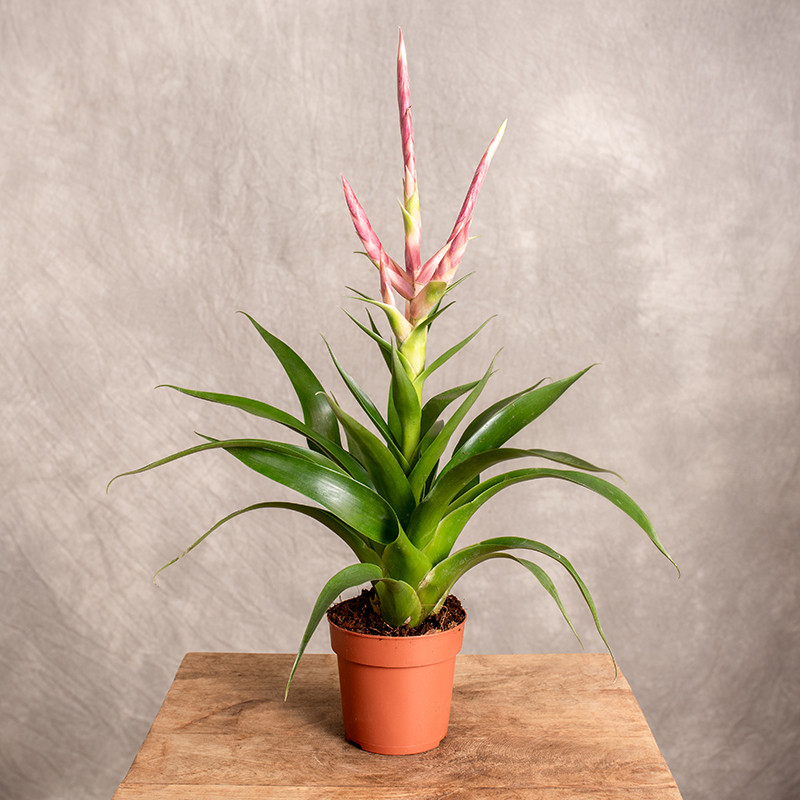 Tillandsia 'Dolce'