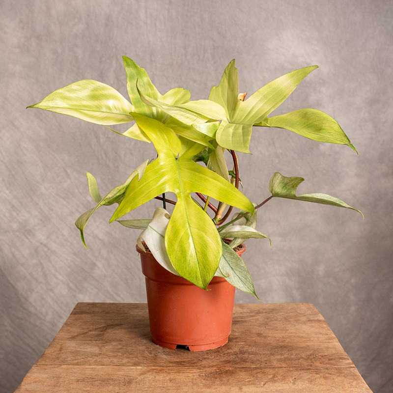 Filodendron 'Florida Ghost'