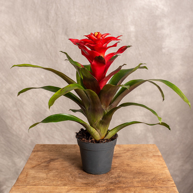 Guzmania 'Optima'