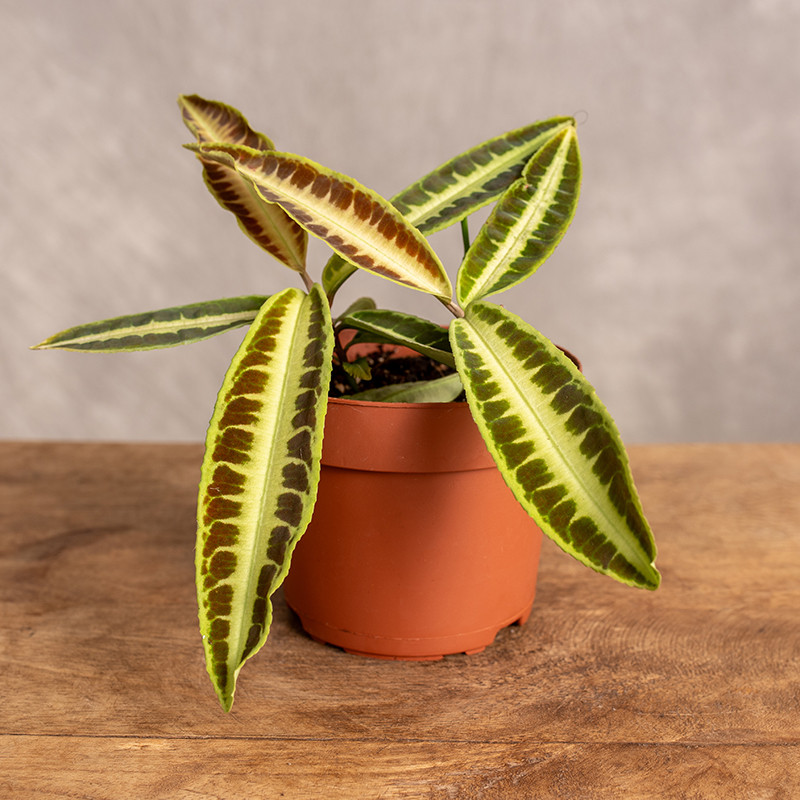 Labisia 'Jabi'