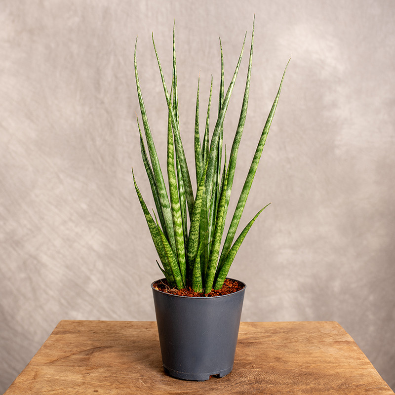 Sansewieria 'Digitorum' | Mała