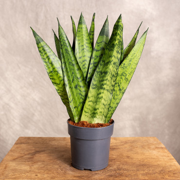 Sansewieria zeylanica 'Fan' | Mała