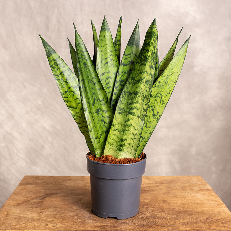Sansewieria zeylanica 'Fan'...