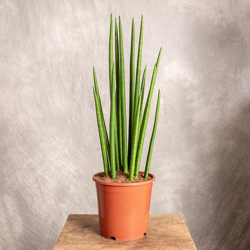 Sansewieria cylindryczna...