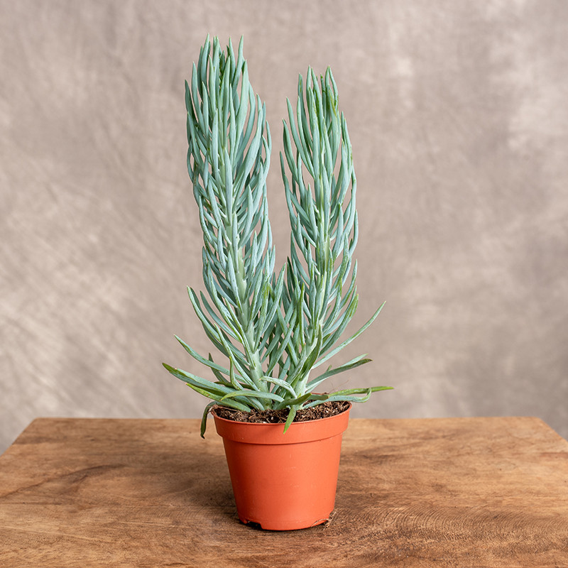 Senecio talinoides | Starzec